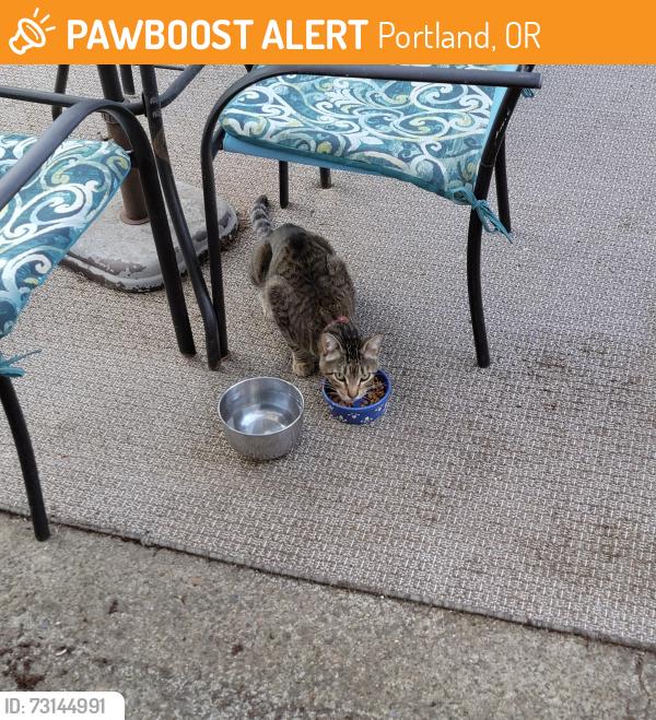 Found/Stray Unknown Cat last seen 85th Hawthorne se, Portland, OR 97216