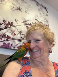 Lost Male Bird last seen Thornton Parkway & Downing Street, Thornton, CO 80229