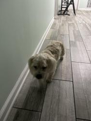 Reunited Male Dog last seen North Ave and Kedvale, Chicago, IL 60651