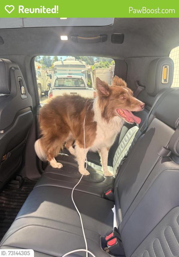 Reunited Female Dog last seen Fruitvale Avenue and Pleasant Street, Oakland, CA 94602