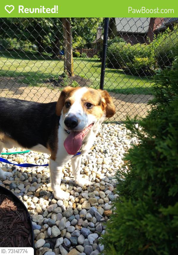 Reunited Male Dog last seen Edgewood Ave and Bluff Rd, Indianapolis, IN 46217
