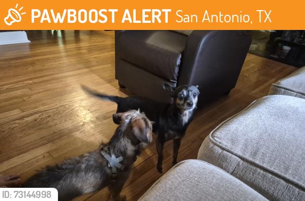 Found/Stray Female Dog last seen Vance Jackson and storeywood, San Antonio, TX 78213