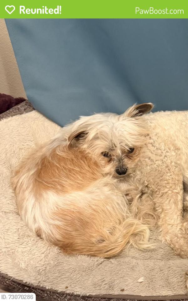 Reunited Female Dog last seen 24th and Kearney, Denver, CO 80207