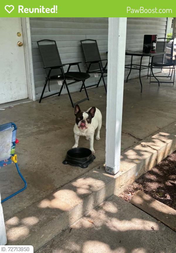 Reunited Male Dog last seen 11th & Willis, Rockford, IL 61109