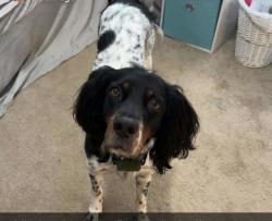 Reunited Female Dog last seen Harding Highway and holly ave, Buena Vista Township, NJ 08350
