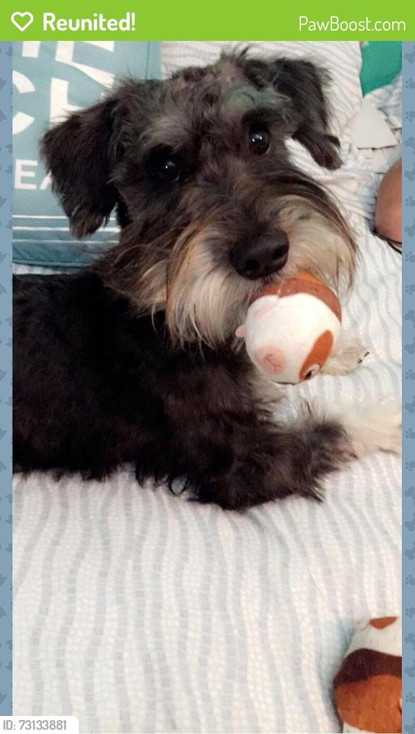 Reunited Male Dog last seen Whittier blvd ,Fraser ave, East Los Angeles, CA 90022