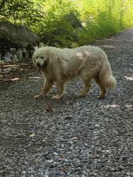 Reunited Unknown Dog last seen Bletchley Park Dr, Friendsville, TN 37737, USA, Friendsville, TN 37737