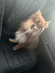 Reunited Female Dog last seen Near S State St, Sandy, UT 84070, USA, Sandy, UT 84070