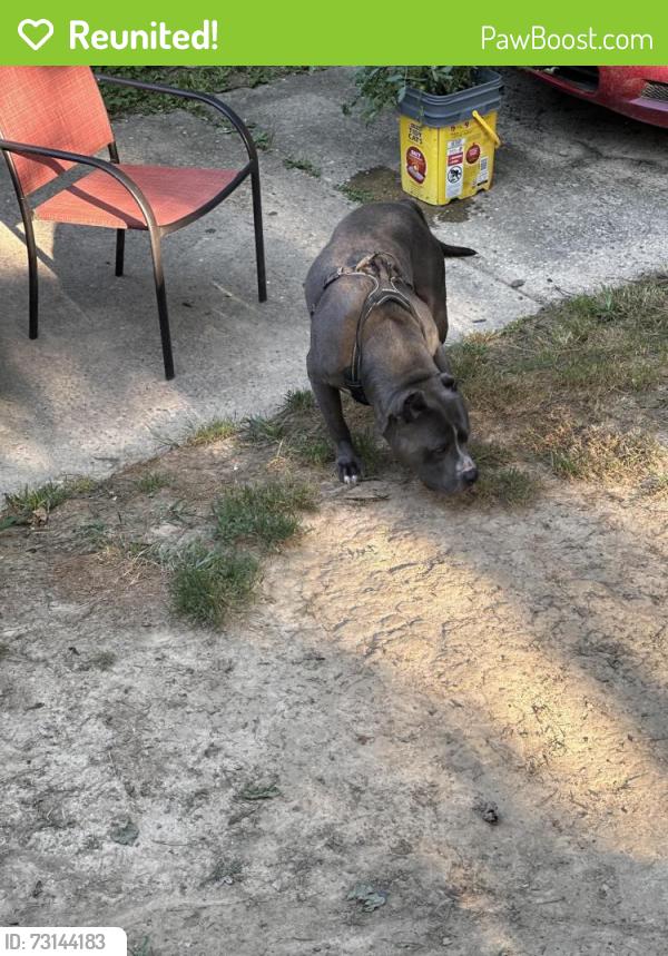 Reunited Male Dog last seen Sundale, North College Hill, OH 45239