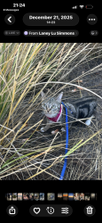 Lost Female Cat last seen Jarmen street, Pensacola, FL 32534