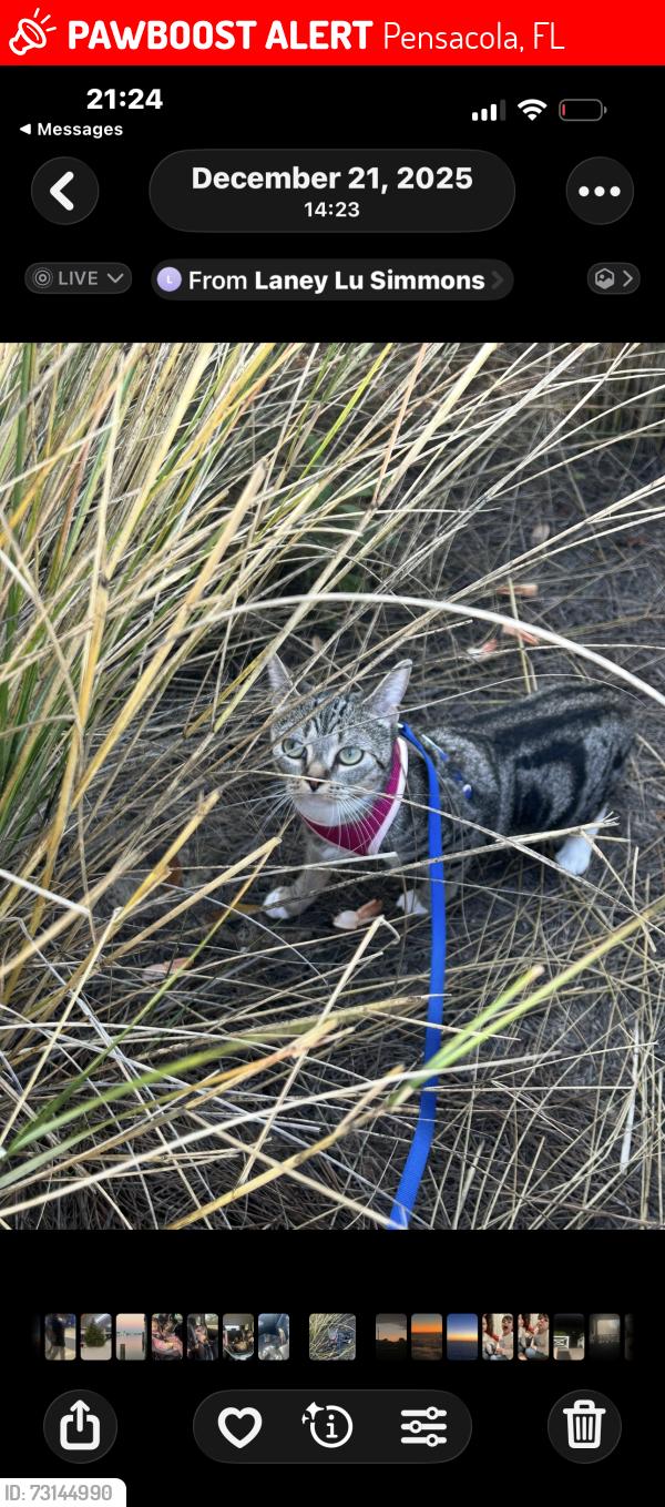 Lost Female Cat last seen Jarmen street, Pensacola, FL 32534