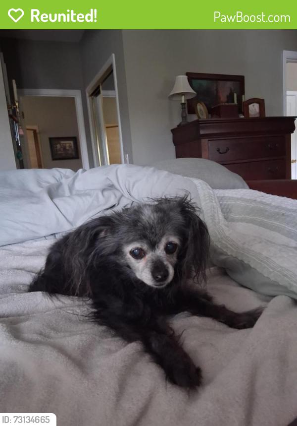 Reunited Female Dog last seen Arnold Lane and Fisher rd, Winter Springs, FL 32708