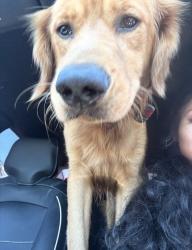 Reunited Male Dog last seen beach st, Fontana, CA 92335