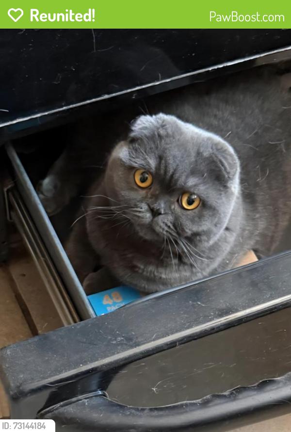 Reunited Female Cat last seen Woodglenn & Ash St, Thornton, CO 80233