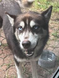 Found/Stray Male Dog last seen Jacks Pond Rd and Bratton Ln, Austin, TX 78728