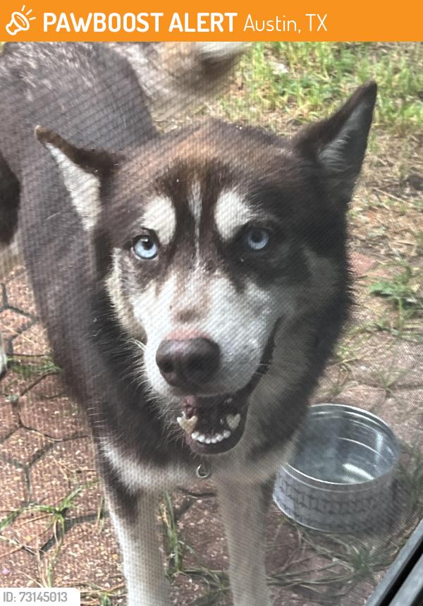 Found/Stray Male Dog last seen Jacks Pond Rd and Bratton Ln, Austin, TX 78728
