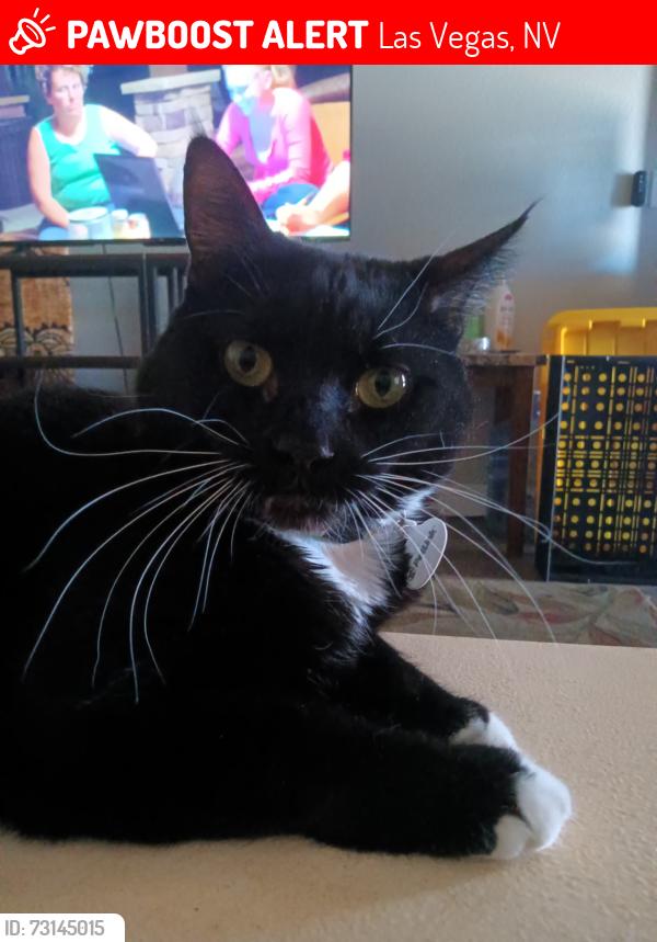 Lost Female Cat last seen Cabana / Dessert Inn ests !, Las Vegas, NV 89122