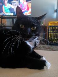 Lost Female Cat last seen Cabana / Dessert Inn ests !, Las Vegas, NV 89122
