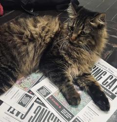 Lost Female Cat last seen Hidden Creek Burleson, Burleson, TX 76028