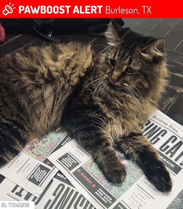 Lost Female Cat last seen Hidden Creek Burleson, Burleson, TX 76028