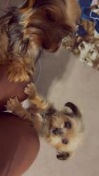 Reunited Female Dog last seen Sentiment, Greenwood, IN 46143