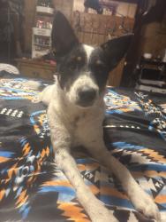 Found/Stray Female Dog last seen Higway 51, Cherokee County, OK 74464