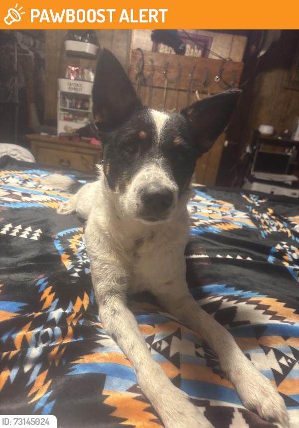 Found/Stray Female Dog last seen Higway 51, Cherokee County, OK 74464