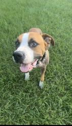 Reunited Male Dog last seen last seen by Bed Bath n Bones, Flint, TX 75762
