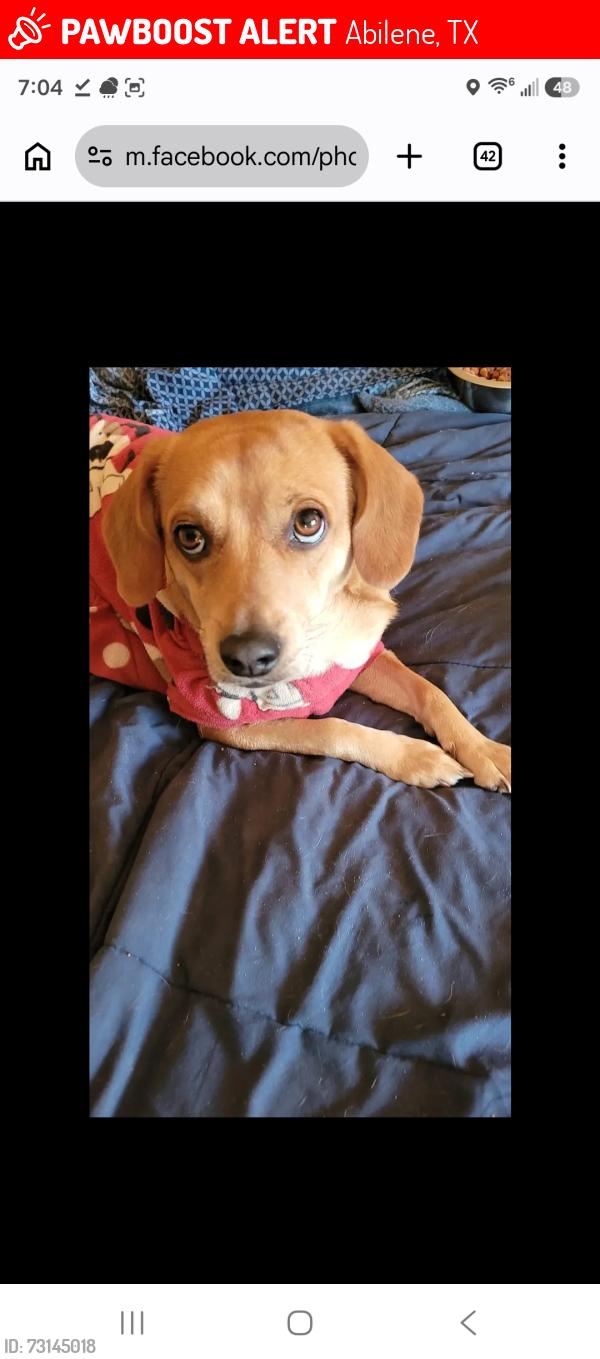 Lost Female Dog last seen Near s abilene tx, Abilene, TX 79605
