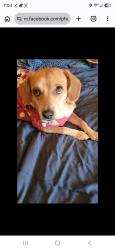 Lost Female Dog last seen Near s abilene tx, Abilene, TX 79605
