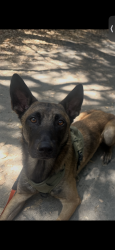 Reunited Male Dog last seen Woodland dr, Sierra Madre, CA 91024