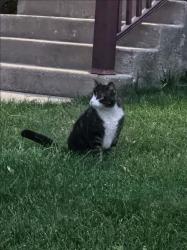 Found/Stray Unknown Cat last seen 74th ct and Wellington, Elmwood Park, IL 60634