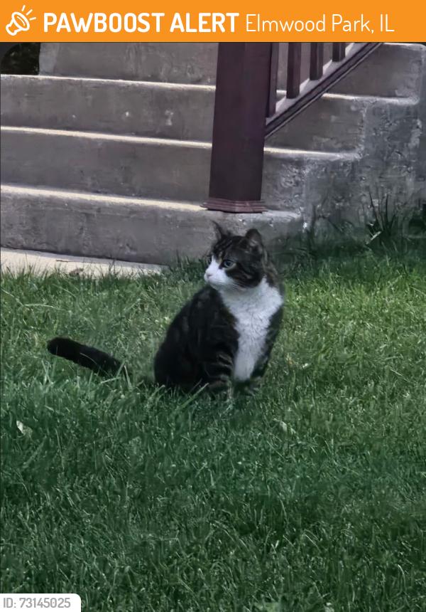 Found/Stray Unknown Cat last seen 74th ct and Wellington, Elmwood Park, IL 60634