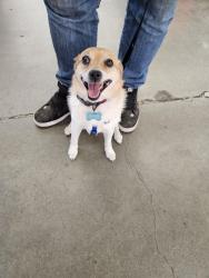 Reunited Male Dog last seen Coal Creek Rd x National, By Vintage Apts, Chehalis, WA 98532