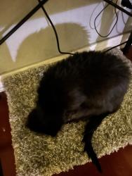 Reunited Male Cat last seen CVS, Hibachio, Sonic, Tio Tony’s, Midlothian Public Library/city hall, and Kimmel Park, Midlothian, TX 76065