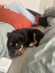 Found/Stray Male Dog last seen Priest and elliot, Tempe, AZ 85283
