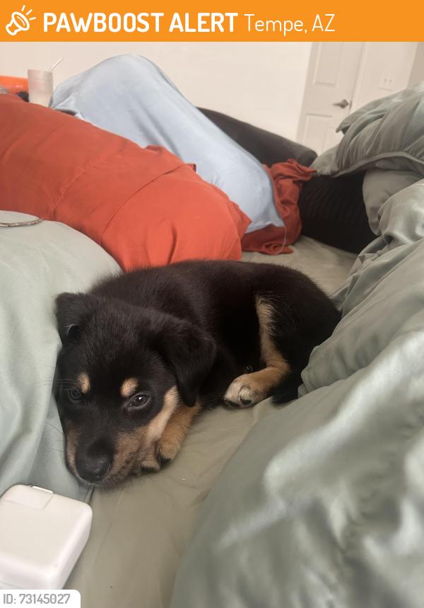 Found/Stray Male Dog last seen Priest and elliot, Tempe, AZ 85283