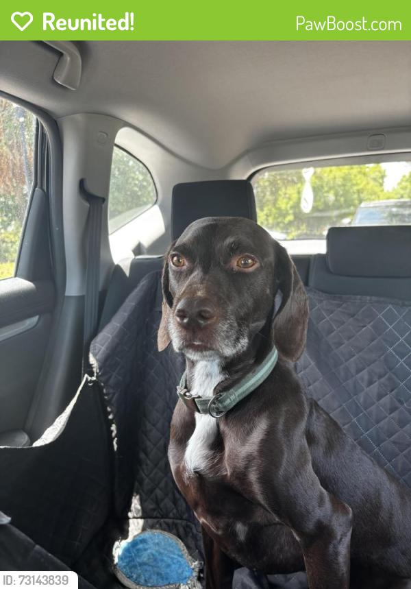 Reunited Male Dog last seen Drury Street, close to Super Target on W Hillsborough Ave, Tampa, FL 33635