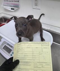 Shelter Stray Male Dog last seen , , CA, 1101 29th Ave, Oakland, CA 94601, USA