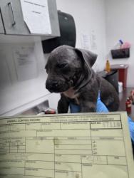 Shelter Stray Male Dog last seen , , CA, 1101 29th Ave, Oakland, CA 94601, USA