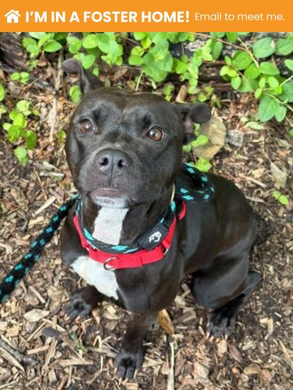 Shelter Stray Female Dog last seen Near Denmore Ave Balt., MD 21215, 21215, MD, 301 Stockholm St, Baltimore, MD 21230, USA