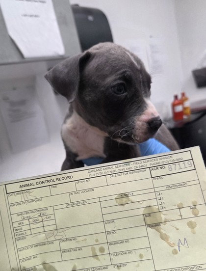 Shelter Stray Male Dog last seen , , CA, 1101 29th Ave, Oakland, CA 94601, USA