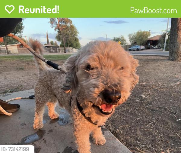 Reunited Male Dog last seen E Calle Dened, Tucson, AZ 85710, USA, Tucson, AZ 85710