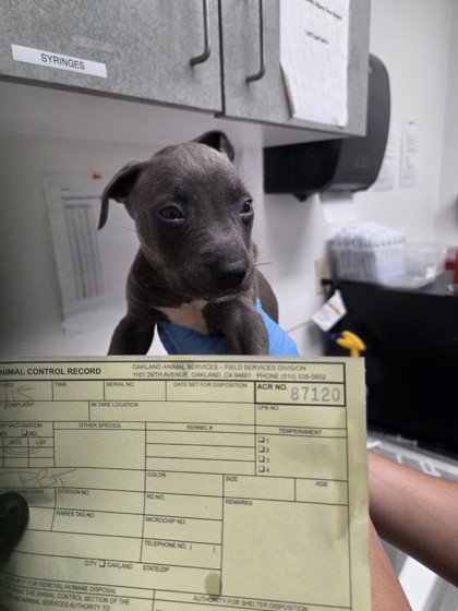 Shelter Stray Male Dog last seen , , CA, 1101 29th Ave, Oakland, CA 94601, USA