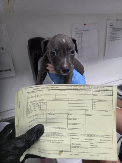 Shelter Stray Female Dog last seen , , CA, 1101 29th Ave, Oakland, CA 94601, USA