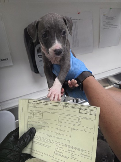 Shelter Stray Female Dog last seen , , CA, 1101 29th Ave, Oakland, CA 94601, USA