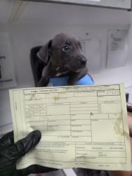 Shelter Stray Male Dog last seen , , CA, 1101 29th Ave, Oakland, CA 94601, USA