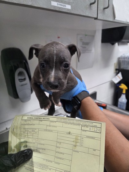 Shelter Stray Female Dog last seen , , CA, 1101 29th Ave, Oakland, CA 94601, USA