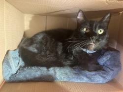 Reunited Male Cat last seen Navada St. “Hilton Homes”, Union City, CA 94587