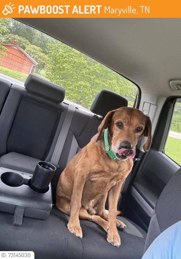 Found/Stray Male Dog last seen Blockhouse Road near Sam James intersection, Maryville, TN 37803